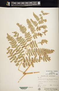 Pteridium aquilinum var. latiusculum image