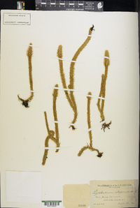 Lycopodiella alopecuroides image