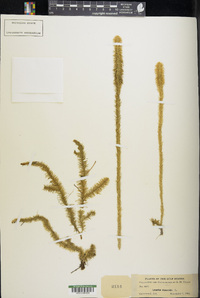 Lycopodiella alopecuroides image