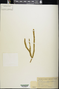 Lycopodiella alopecuroides image