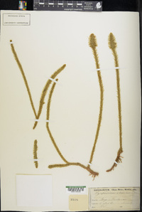 Lycopodiella alopecuroides image