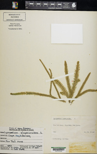 Lycopodiella alopecuroides image