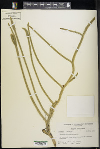 Lycopodiella alopecuroides image