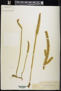 Lycopodiella alopecuroides image