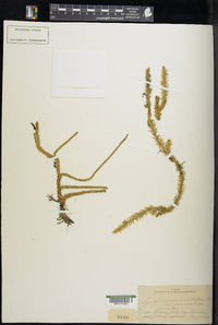 Lycopodium inundatum image