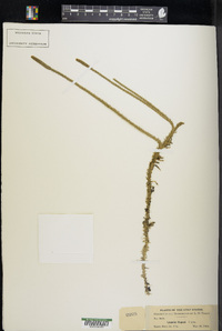 Lycopodium chapmanii image