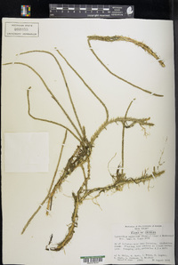 Lycopodium appressum image