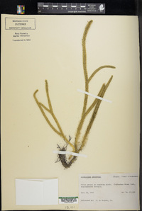 Lycopodium adpressum image