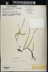 Lycopodium adpressum image