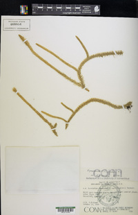 Lycopodium inundatum image