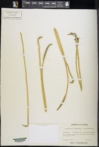 Lycopodium appressum image