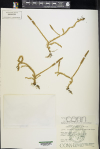 Lycopodium inundatum image