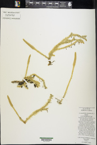 Lycopodiella inundata image