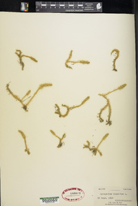 Lycopodium inundatum image