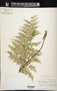 Asplenium flabellulatum image