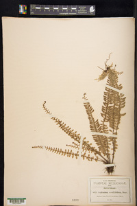 Asplenium sessilifolium image