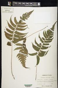 Asplenium abscissum image