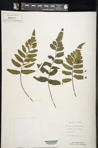 Asplenium abscissum image