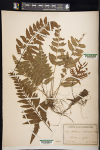 Asplenium abscissum image