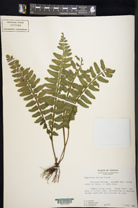 Asplenium alatum image