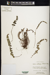 Asplenium castaneum image