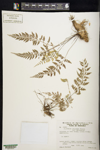 Asplenium cuspidatum image