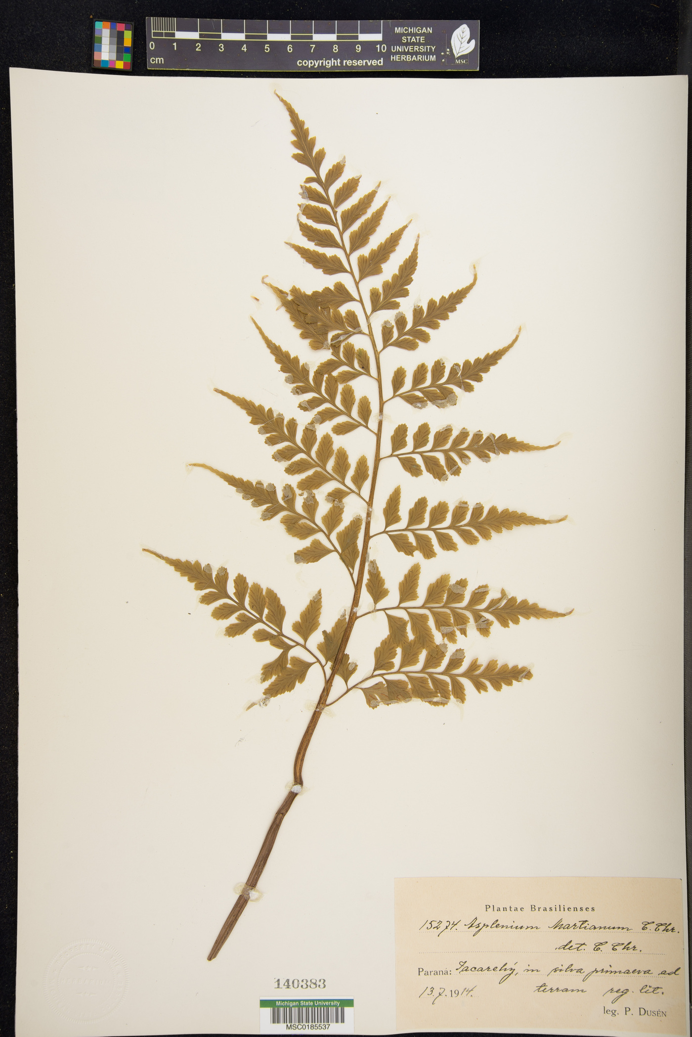 Diplazium expansum image