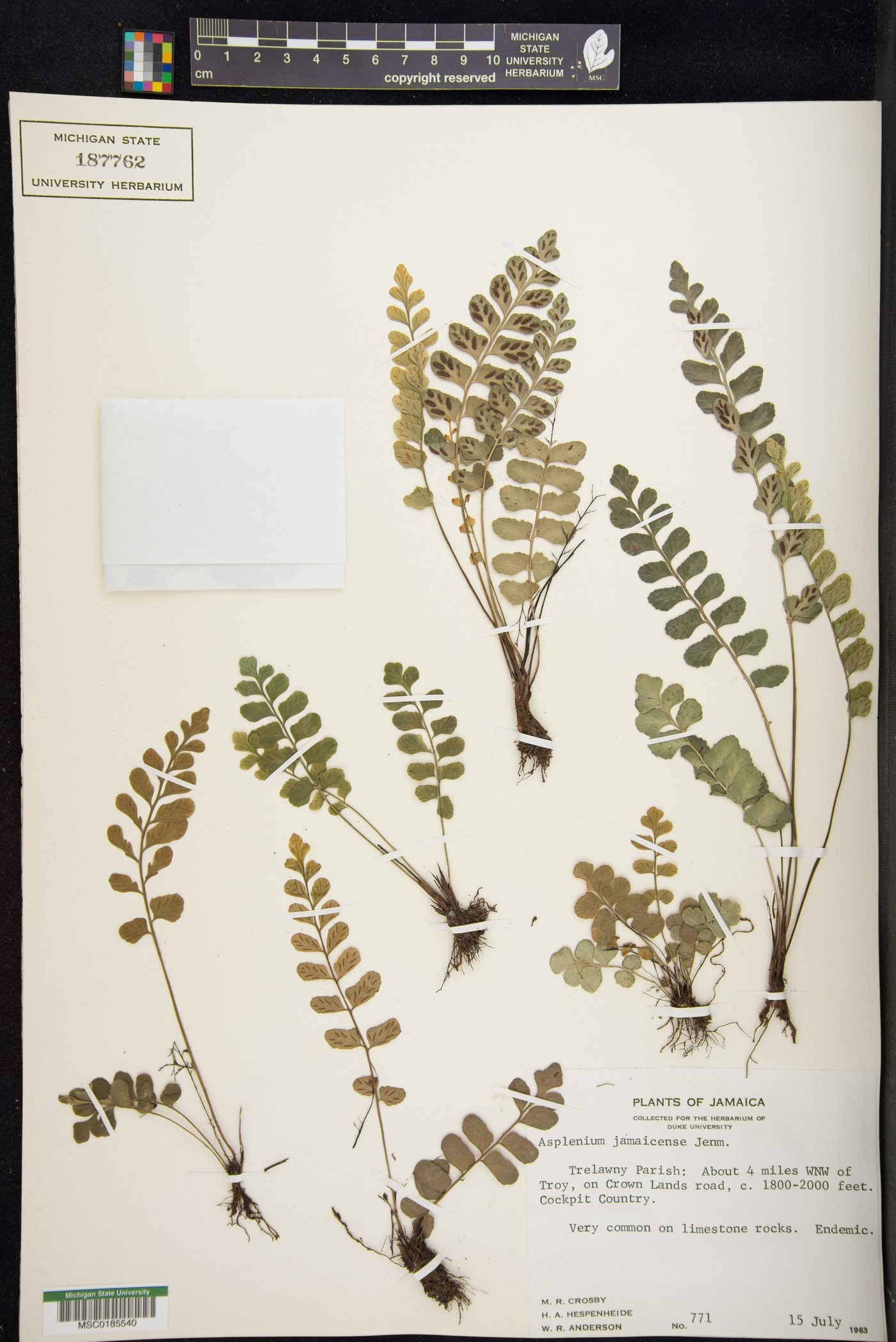 Asplenium dentatum var. jamaicense image