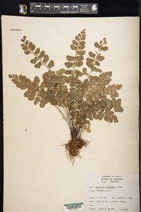 Asplenium dentatum image