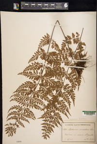 Asplenium lobulatum image