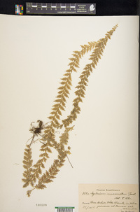 Asplenium mucronatum image