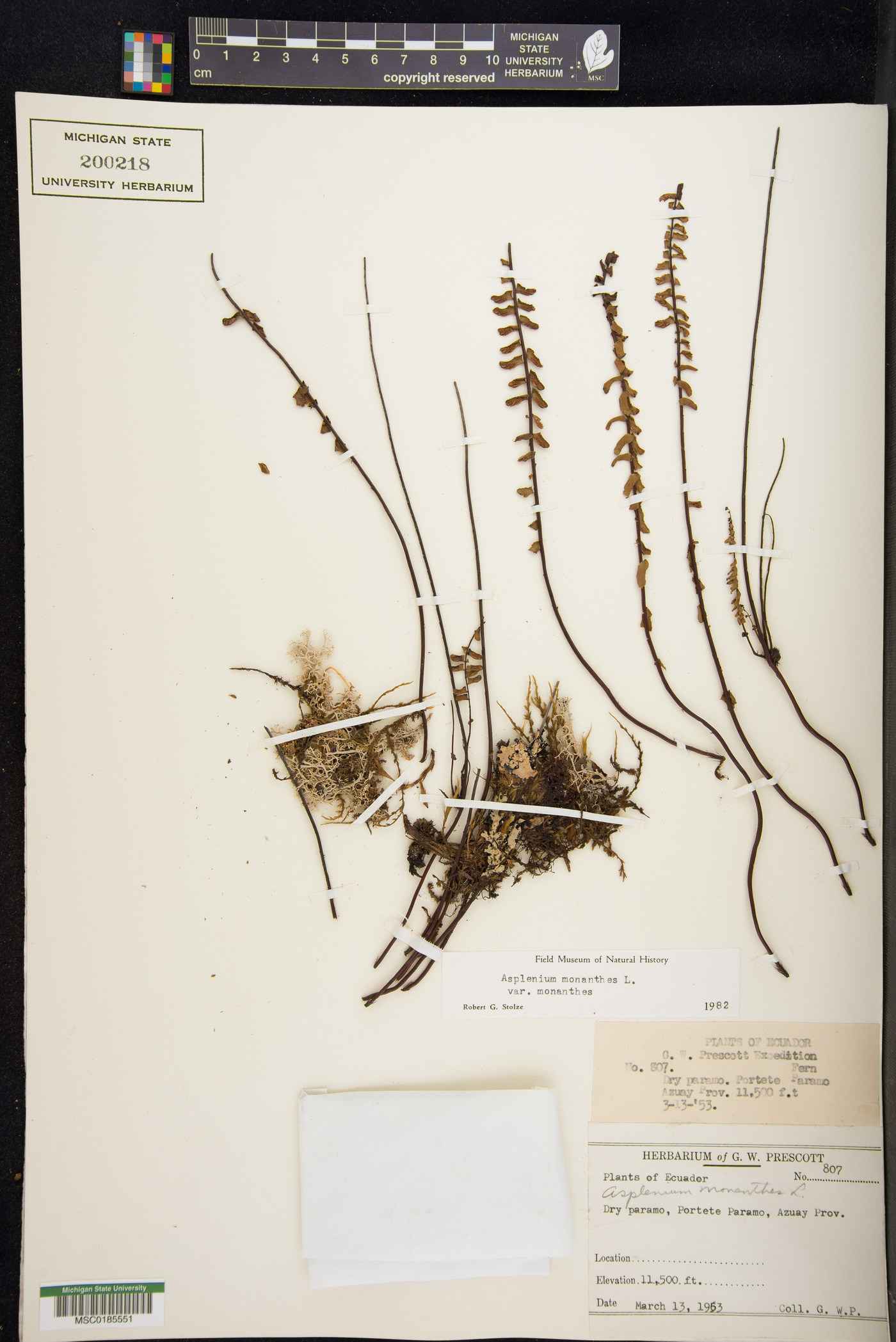 Asplenium monanthes var. monanthes image