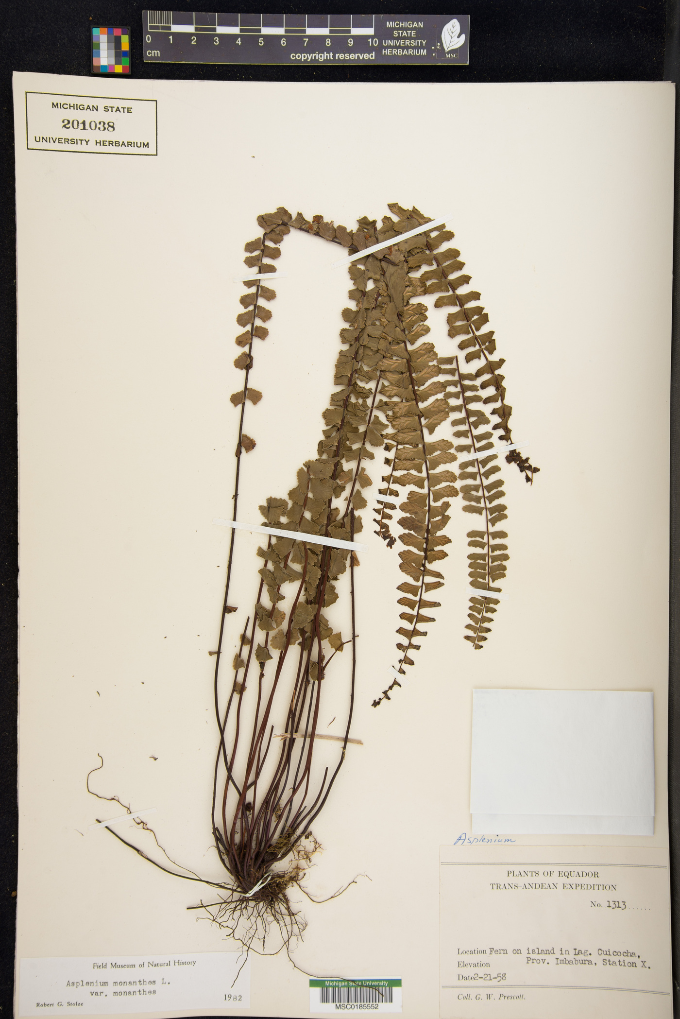 Asplenium monanthes var. monanthes image