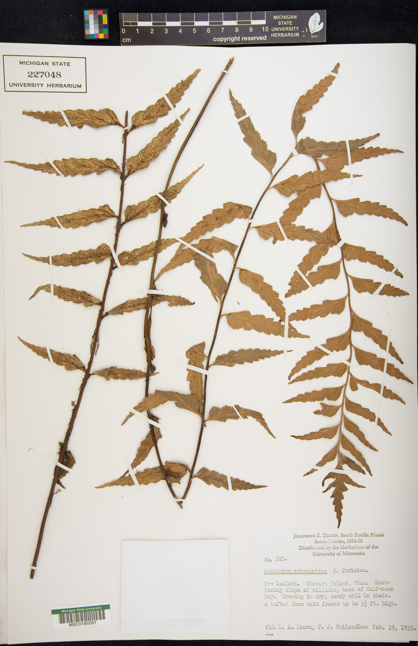 Asplenium aethiopicum subsp. aethiopicum image