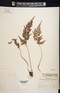 Asplenium adiantum-nigrum image