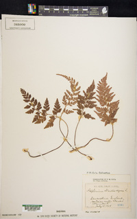 Asplenium adiantum-nigrum image