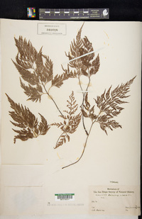 Asplenium adiantum-nigrum image