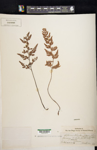 Asplenium adiantum-nigrum image