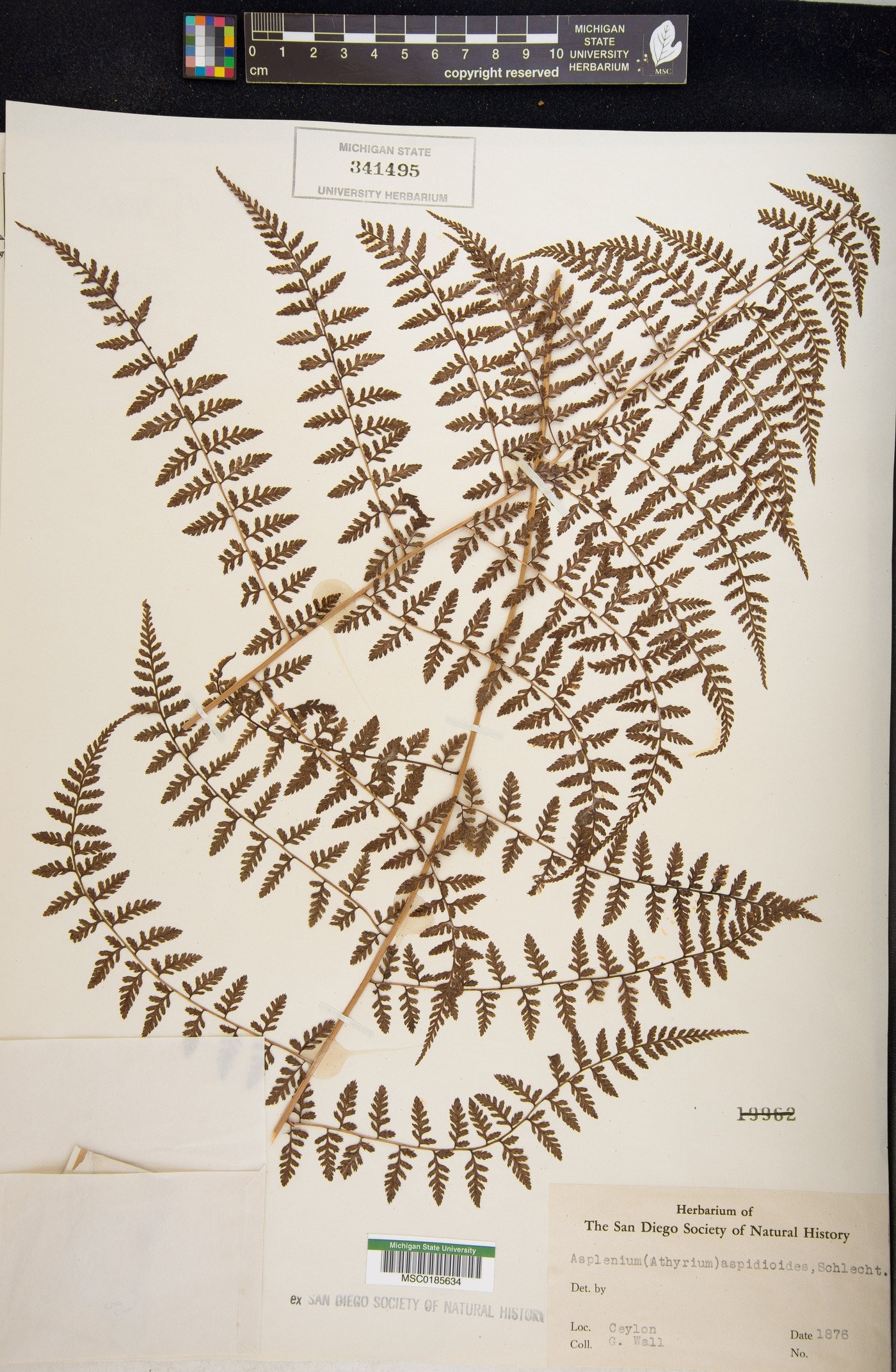 Athyrium newtonii image