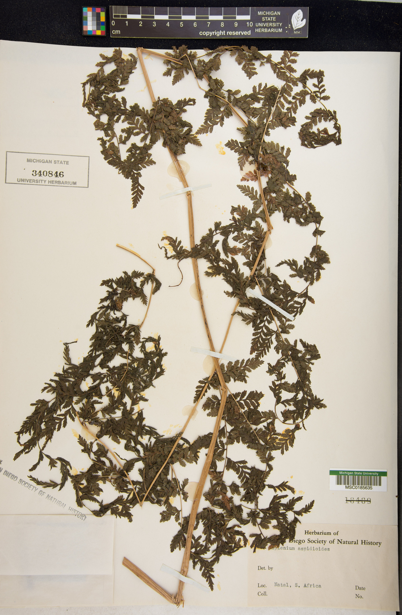 Athyrium newtonii image