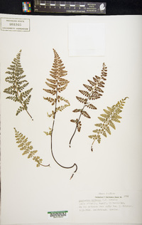 Asplenium obovatum subsp. billotii image