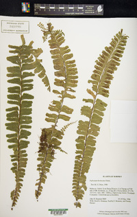 Asplenium borneense image
