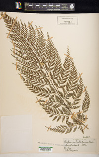 Asplenium bulbiferum image