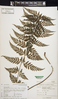 Asplenium bulbiferum image