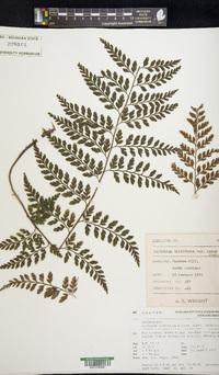 Asplenium bulbiferum image