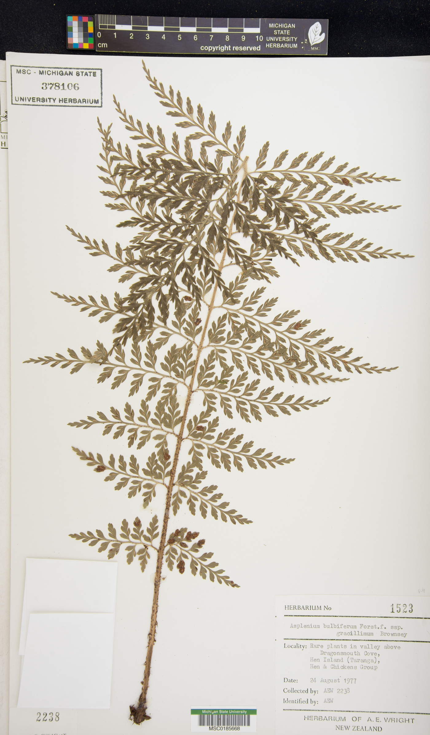 Asplenium bulbiferum subsp. gracillimum image