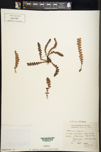 Ceterach officinarum image