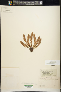 Ceterach officinarum image