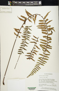 Asplenium tenerum image