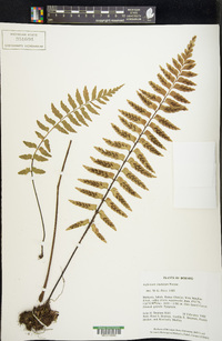 Asplenium tenerum image